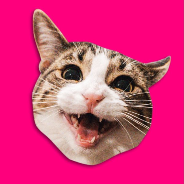 Fishponds Cat Club thumbnail